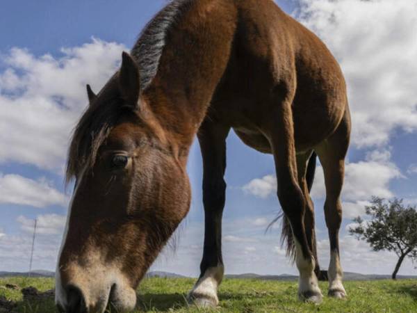 El virus se transmite por la picadura de un mosquito infectado y afecta principalmente a caballos.