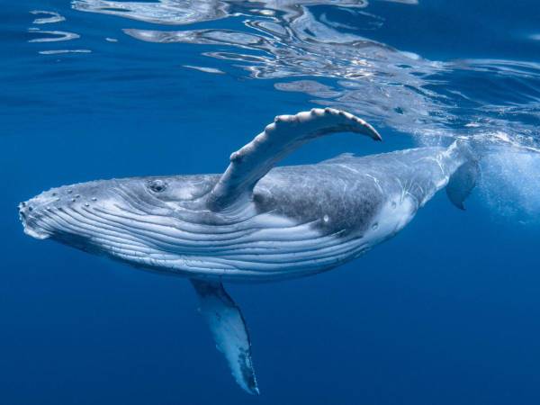 Islandia, Noruega y Japón son los únicos países que permiten la caza de ballenas.