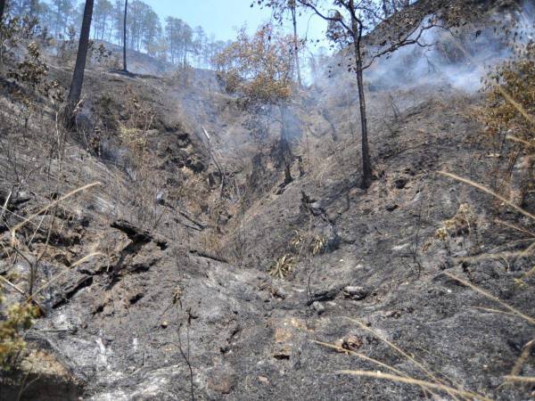 Hace unos días esta montaña en la zona de Miralago, colindante con La Tigra, fue un verde bosque lleno de árboles y frondosa maleza. Hoy solo se observa un panorama gris.