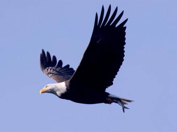 Fotografía de archivo de un águila calva con un pez en sus garras sobre el río Susquehanna en la presa Conowingo en Darlington, Maryland, Estados Unidos, el 8 de diciembre de 2023.