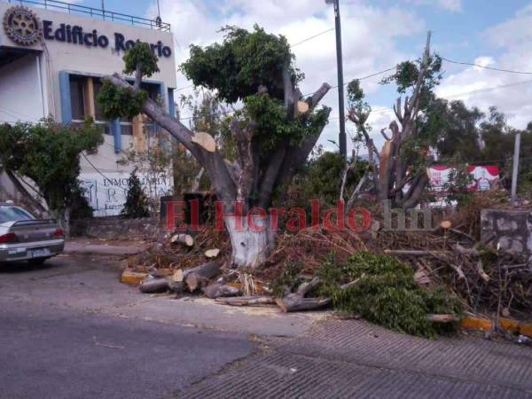 Las autoridades municipales identifican las talas ilegales por medio de las denuncias que reciben en la línea 100 de la Alcaldía Municipal.