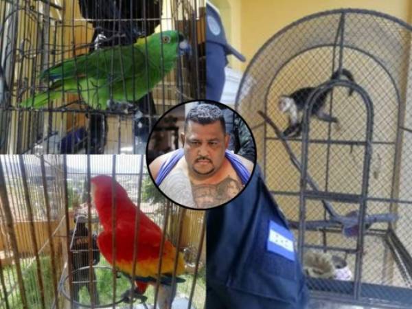 El “Cholo Houston” tenía en su residencia en Loma Verde de la capital animales exóticos como guacamayas, monos y loros.