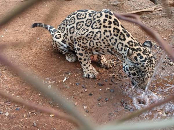 En la intervención se encontraron animales deshidratados.