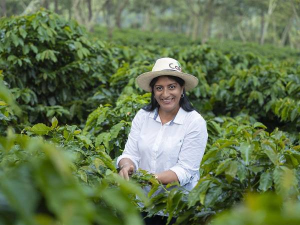 Con apoyo de USAID a través de Agronegocios Sostenibles, CAFICO se ha posicionado como un líder en la renovación cafetalera.