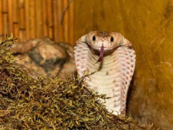 La serpiente, llamada Sir Vas, huyó el sábado de su recinto ubicado en un terrario.