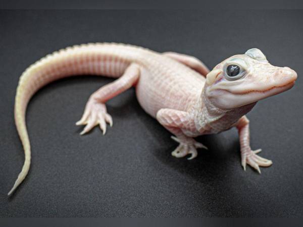 El parque temático Gatorland anunció el nacimiento de un caimán muy especial, pues este es muy raro en su especie.