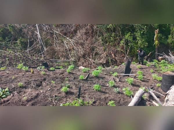 De momento se desconoce si hay personas detenidas por el cultivo ilegal de marihuana.