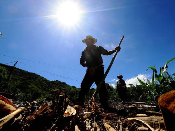 Los productores este año han perdido hasta la semilla, debido a que sembraron varias veces esperando las lluvias, que han sido escasas debido al fenómeno de El Niño.