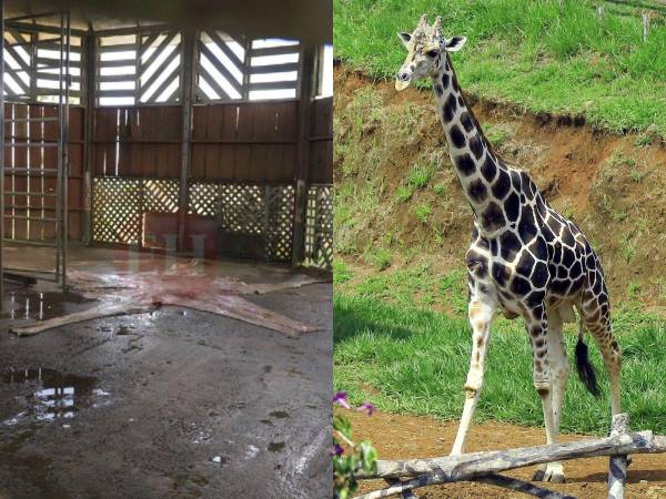 El pasado jueves sorprendió la muerte de la famosa jirafa Big Boy del zoológico Joya Grande, ubicado en Santa Cruz de Yojoa, al norte de Honduras. En las últimas horas, se conoció que a la jirafa le quitaron la piel y la enterraron donde solía habitar, aunque la causa de su muerte sigue siendo un misterio.