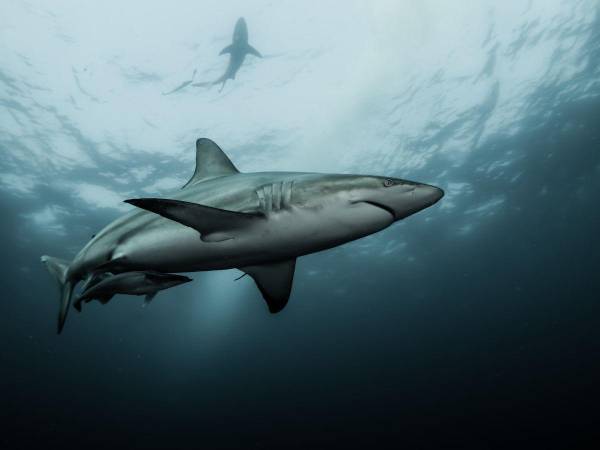 Los ataques de tiburones se hacen cada vez más frecuentes en las distintas playas de los Estados Unidos.