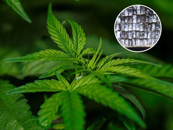 Honduras está entre los países por donde más circula hachís o resina de cannabis, según informes internacionales.