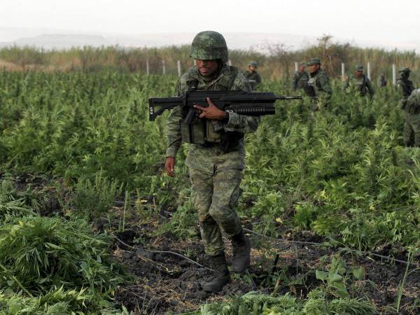 Soldados mexicanos arrancan plantas de marihuana en un terreno de dos hectáreas.