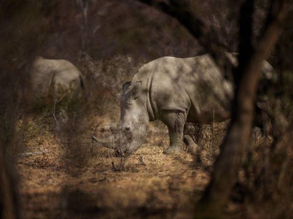 La directora del Zoológico de Salzburgo, Sabine Grebner, se dirige a una conferencia de prensa en Anif, cerca de Salzburgo, el 12 de septiembre de 2023, después de que un rinoceronte atacara y matara a un cuidador del zoológico e hiriera gravemente a otro en su recinto del Zoológico de Salzburgo (Zoo Hellbrunn).