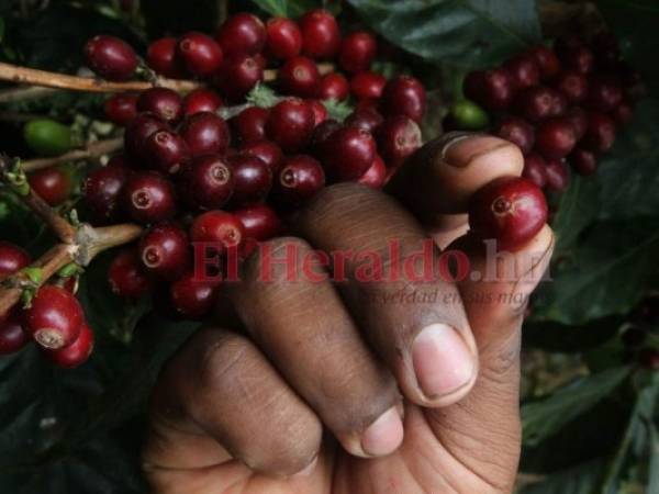 La producción de café es el rubro agrícola más importante en Honduras, generando cerca de dos millones de empleos directos. Foto: Archivo/ EL HERALDO