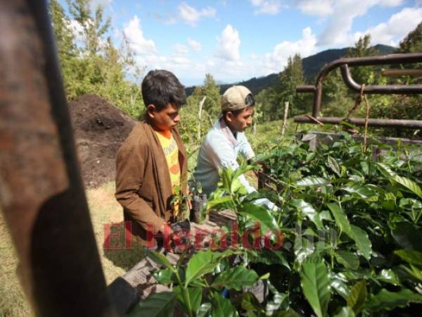 Si no se toman las medidas de bioseguridad en las fincas de café, los contagios se van a elevar drásticamente, alerta la Región de Salud.