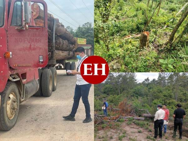 En la acción participa personal del Instituto de Conservación Forestal (ICF), Dirección Policial de Investigaciones (DPI), Fuerzas Armadas de Honduras (FFAA), alcaldías municipales, entre otras instituciones.