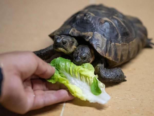 Dos cuidadores se turnan para dar a Janus su baño diario, sus comidas y para que haga ejercicio.