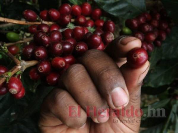 El café aporta el 4.3% al PIB de Honduras. Foto: Archivo/El Heraldo