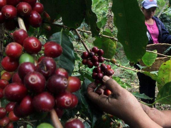 La misiva de la Celac se deriva de la primera cumbre del café.