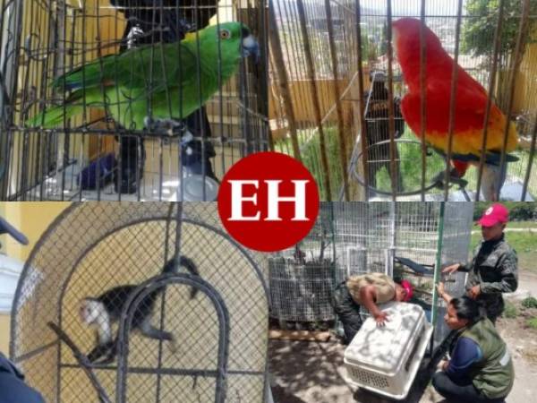 Los animales que estaban en la lujosa residencia del cabecilla de la Mara Salvatrucha (MS-13), Carlos Alberto álvarez, mejor conocido como “Cholo Houston”, fueron decomisados este jueves. Los elementos de la FNAMP trasladaron los animales exóticos al Comando de Apoyo al Manejo de Ecosistemas y Ambiente de las Fuerzas Armadas de Honduras (FAH).