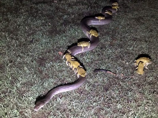 La serpiente pitón también escapaba de la tormenta, acción que aprovecharon los sapos.