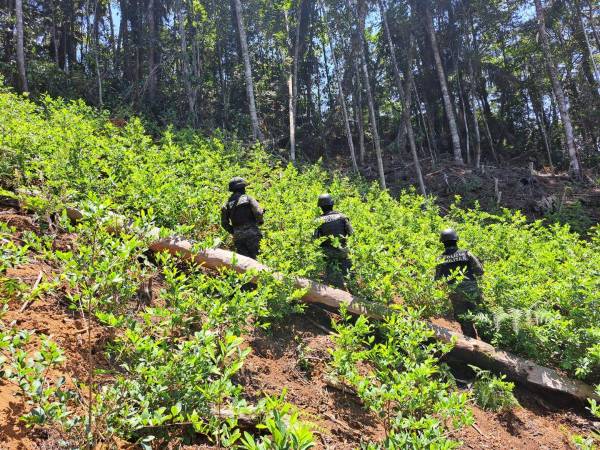 La plantación de hoja d{e coca estaba en una área protegida del Parque Nacional Pico Bonito.