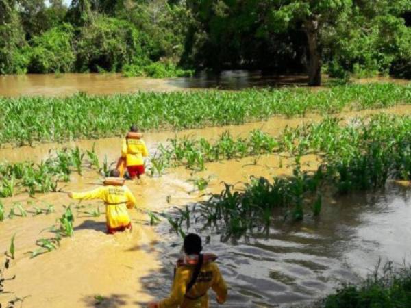 En varias zonas del país las lluvias causadas por la tormenta tropical Sara inundaron una gran cantidad de cultivos.