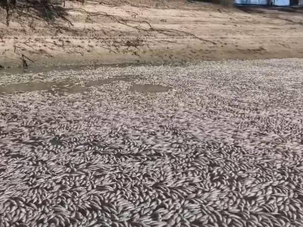 “Es horrible, de verdad. Hay peces muertos hasta donde llega la vista”, dijo a la AFP Graeme McCrabb, residente de Menindee.