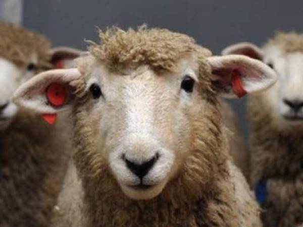 Las ovejas con la enfermedad de Huntington fueron escogidas para realizar el experimento. Foto: Universidad de Cambridge