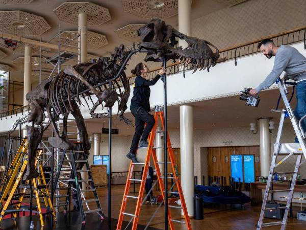 Este rompecabezas gigantesco es reconstituido con minucia por Schicker-Siber, que es conservadora del museo de dinosaurios de Aathal, en Zúrich.