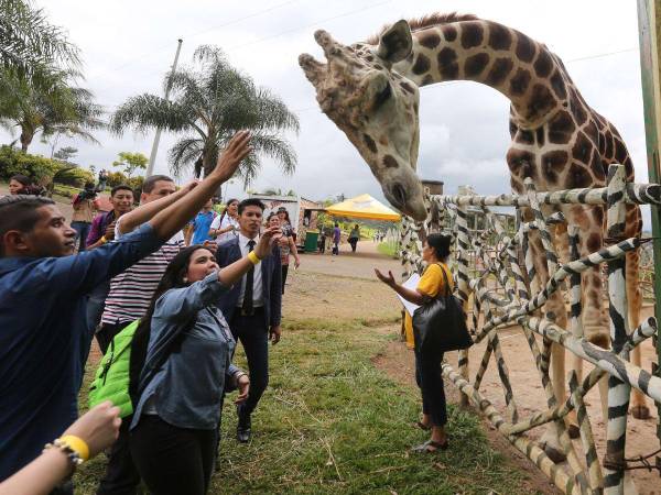 Big Boy era una jirafa macho de 15 años que llegó a Joya Grande proveniente de un zoológico de Guatemala.