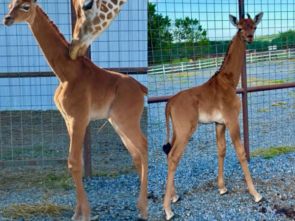 Un raro ejemplar de jirafa sin manchas sorprende a los visitantes del zoo de Tennessee.