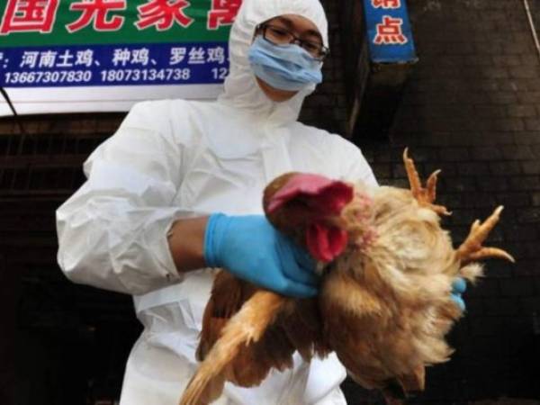 La última epidemia de una variante de gripe aviar en China tuvo lugar hace cuatro años aproximadamente. Foto: AFP