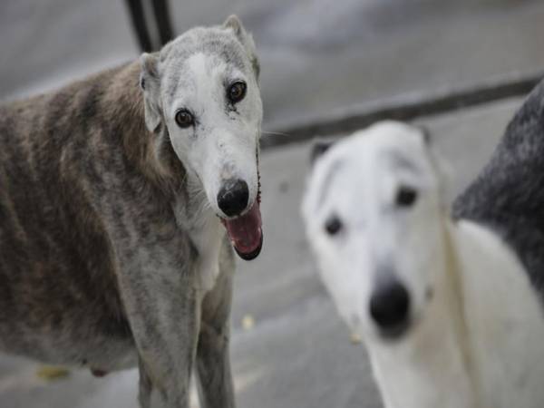 Entre 100 a 200 dólares puede pagar el dueño del perro por la prueba de ADN.