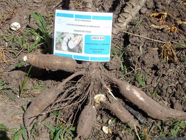 Las variedades de yuca prometen transformar la agricultura del país.