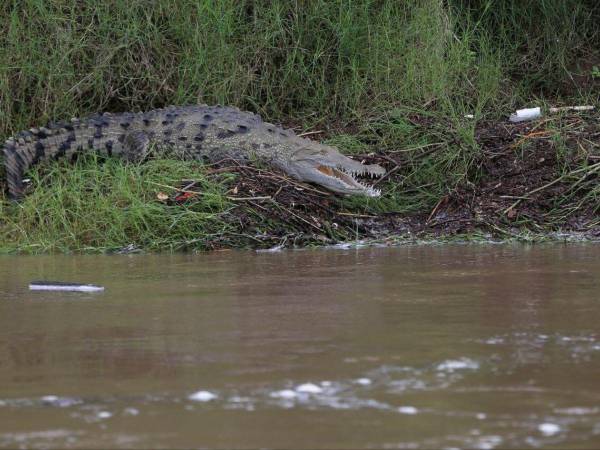 Este fue el reptil captado por el lente de EL HERALDO en el río Goascorán.