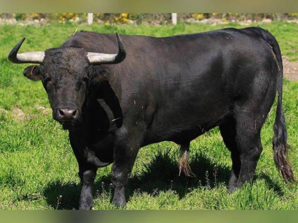 Un hombre murió al ser atacado por un toro en Catacamas, Olancho.