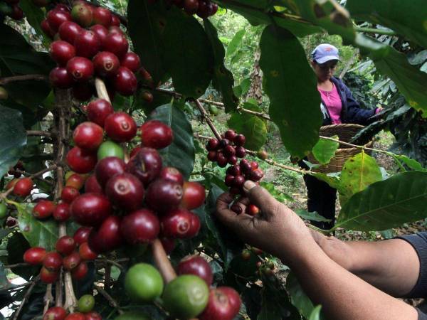 Honduras ha exportado 4.4% de la meta de exportación de café.