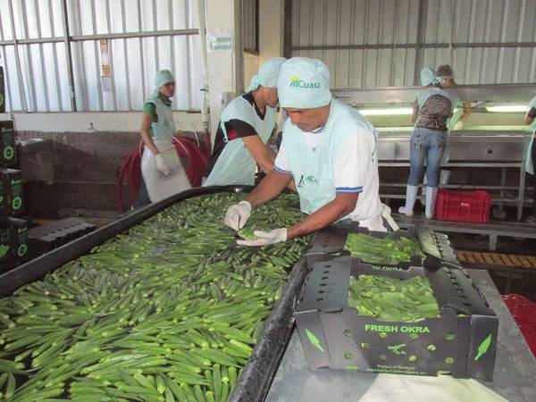 La producción de ocra se da en su mayoría en la zona sur del territorio hondureño, siendo el único vegetal que ha mantenido a lo largo del año la demanda de exportación hacia los Estados Unidos.