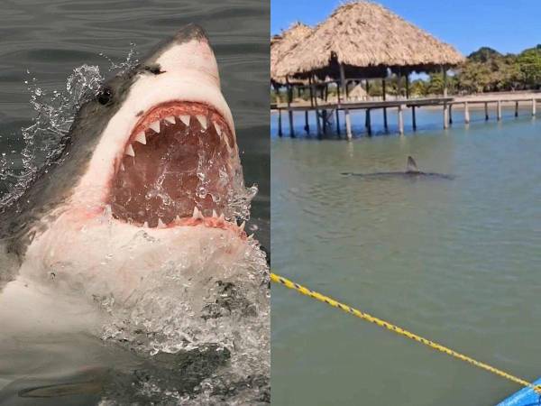 En un insólito hecho, un pescador fue brutalmente atacado por un tiburón mientras se encontraba realizando sus labores en Puerto Castilla. Esto se sabe.