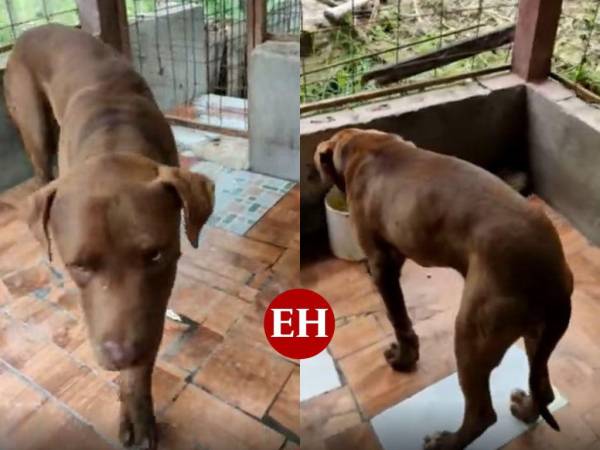 Rocky es el nombre del perro involucrado en la muerte de la pequeña Nahomy Argueta.