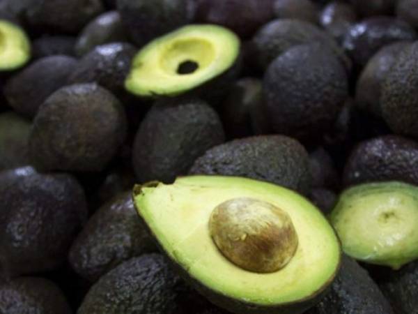 Los investigadores estudian los beneficios del aguacate en las personas. Foto: Agencia AFP