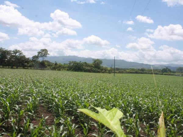 Hombres y mujeres llegan armados y amenazan a quienes están trabajando las tierras para decirles que dentro de poco las ocuparán.