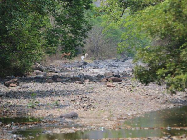 Un río completamente seco es la mejor descripción de lo que significa el corredor seco de Honduras, donde familias piden ayuda.