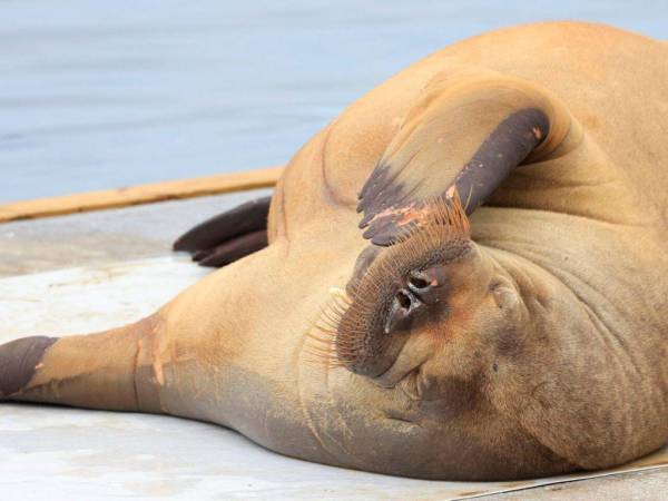 Especie protegida, la morsa se alimenta principalmente de invertebrados como moluscos, camarones, cangrejos y peces pequeños.