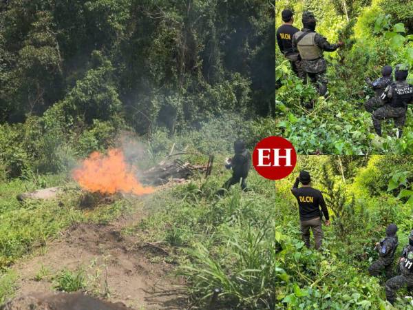 Unas 1,500 plantas de supuesta marihuana fueron quemados por agentes policiales en Tocoa, Colón.