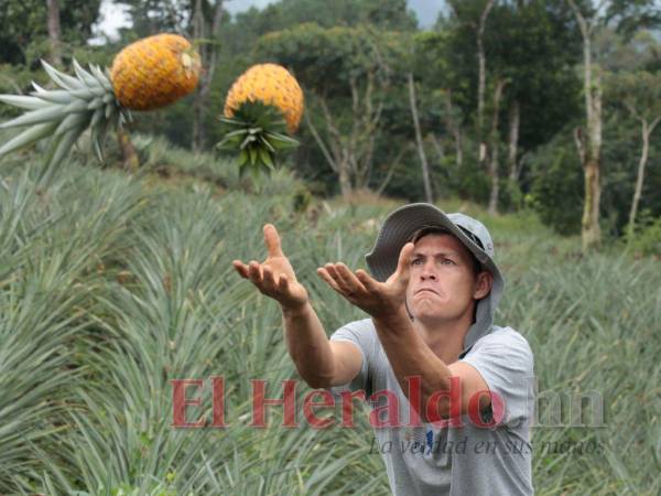 A diario Francisco Martínez llena sacos de piñas, ha sido el trabajo de toda su vida.