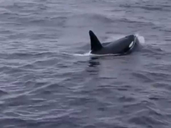 Las orcas pueden medir nueve metros y pesar hasta cinco toneladas. Foto: Captura