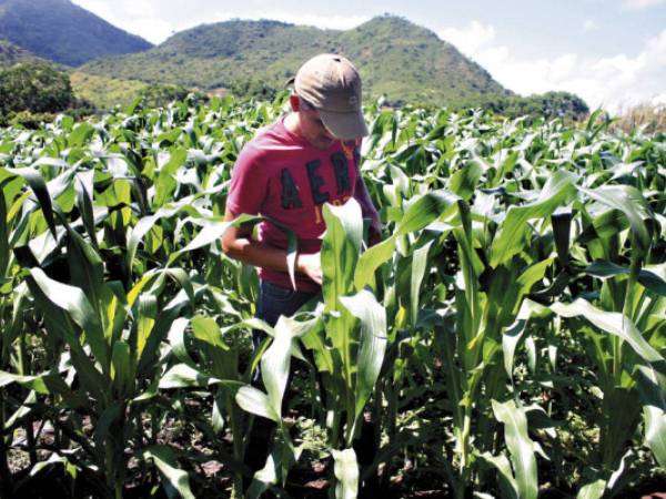 Los productores nacionales se quejan de los altos costos de los insumos para cultivar, además de la invasión de maíz amarillo que viene desde otros países; lo que les afecta directamente.