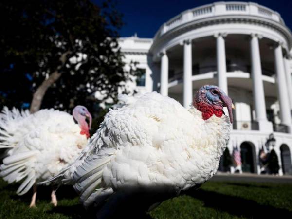 Fotografía de los pavos que fueron indultados este lunes por el presidente estadounidense, Joe Biden.